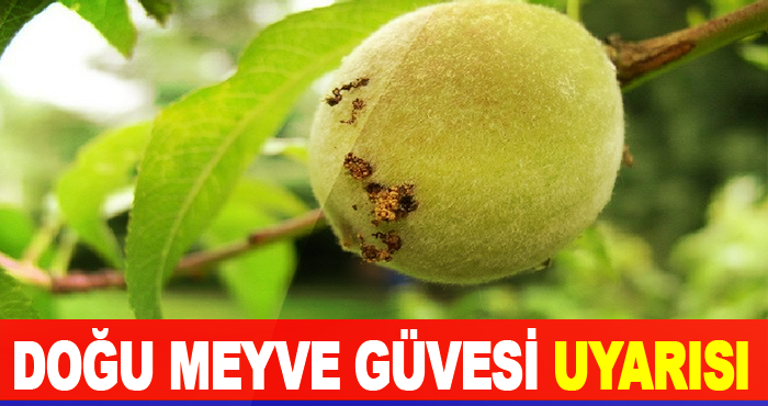 Doğu Meyve Güvesi Uyarısı
