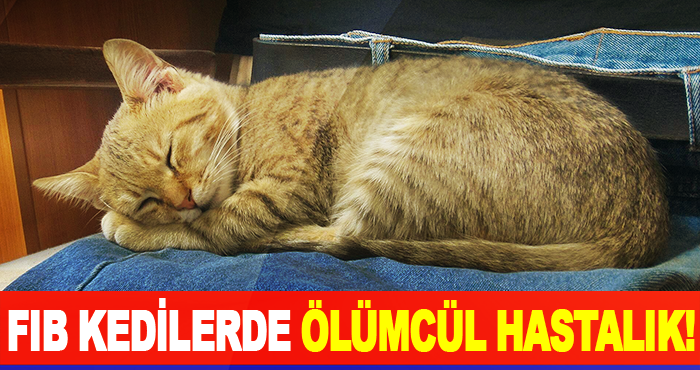 FIB Kedilerde Ölümcül Hastalık!